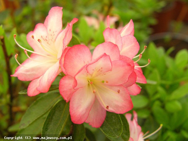 Rhododendron obtusum 'Roehr's Peggy Ann'  - azalia japońska odm. 'Roehr's Peggy Ann' 