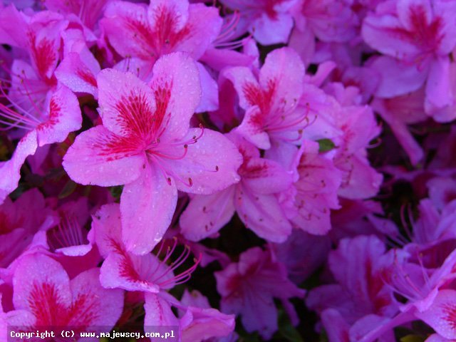Rhododendron obtusum 'Peppina' ® - azalia japońska odm. 'Peppina' ®