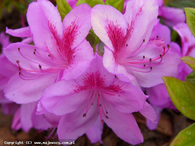 Rhododendron obtusum 'Peppina' ® - azalia japońska odm. 'Peppina' ®
