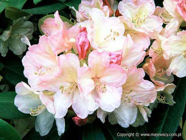 Rhododendron yakushimanum 'Percy Wiseman'  - różanecznik jakuszimański odm. 'Percy Wiseman' 