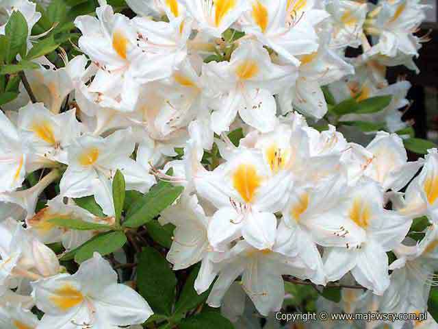Rhododendron (Knaphill-Exbury) 'Persil'  - azalia wielkokwiatowa odm. 'Persil' 
