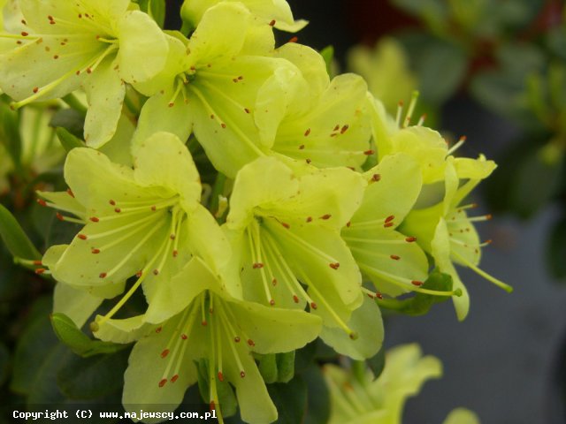 Rhododendron Keiskei 'Princess Anne'  - różanecznik odm. 'Princess Anne' 