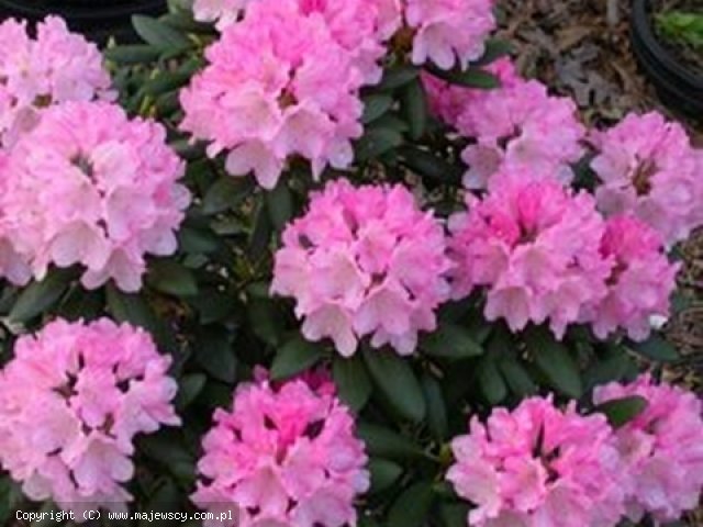 Rhododendron yakushimanum 'Kalinka'  - różanecznik jakuszimański odm. 'Kalinka' 