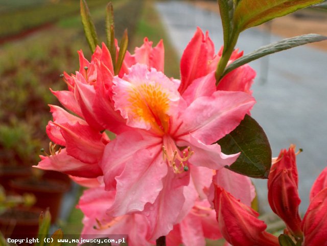 Rhododendron 'Raimunde'  - azalia wielkokwiatowa odm. 'Raimunde' 