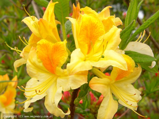 Rhododendron (Knaphill-Exbury) 'Toucan'  - крупноцветущая азалия odm. 'Toucan' 