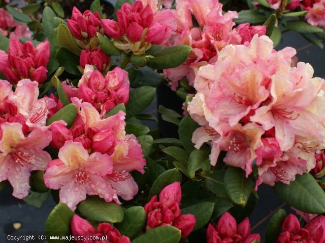Rhododendron hybride 'Brasilia'  - różanecznik mieszańcowy odm. 'Brasilia' 