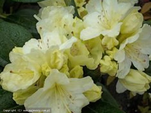Rhododendron Keiskei 'Shamrock'  - różanecznik odm. 'Shamrock' 