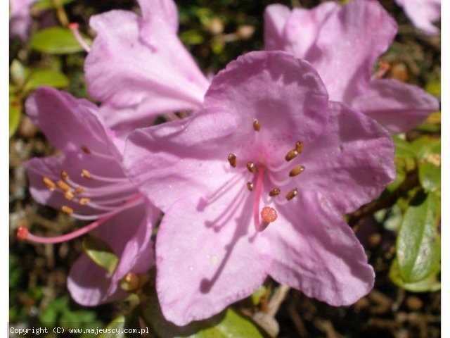 Rhododendron impeditum 'Snipe'  - różanecznik karłowy odm. 'Snipe' 