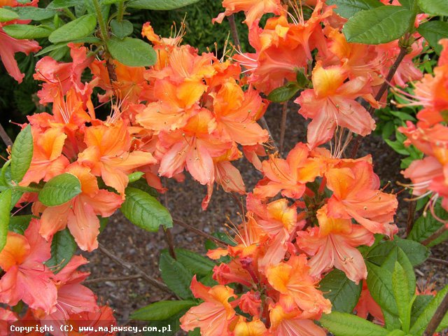 Rhododendron 'Balzac'  - azalia wielkokwiatowa odm. 'Balzac' 