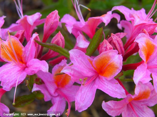 Rhododendron (Pontica) 'Fanny'  - azalia wielkokwiatowa odm. 'Fanny' 