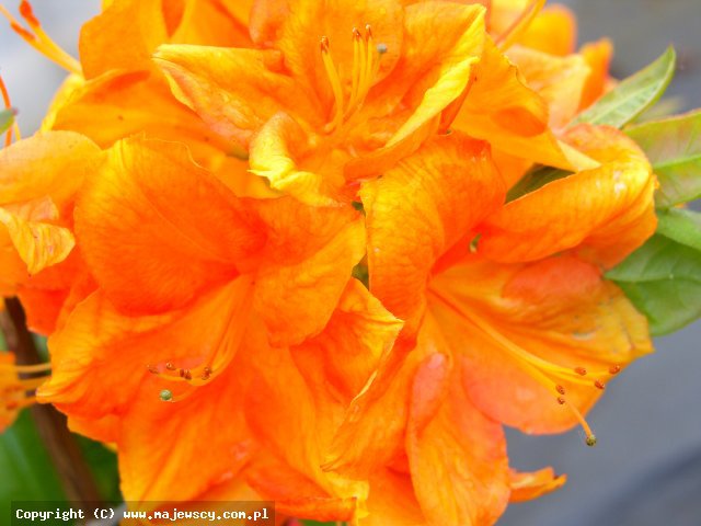 Rhododendron (Knaphill) 'Goldkopfchen'  - azalia wielkokwiatowa odm. 'Goldkopfchen' 