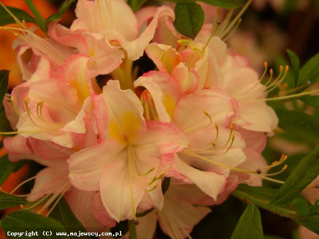 Rhododendron viscosum 'Juniduft'  - azalia wielkokwiatowa odm. 'Juniduft' 