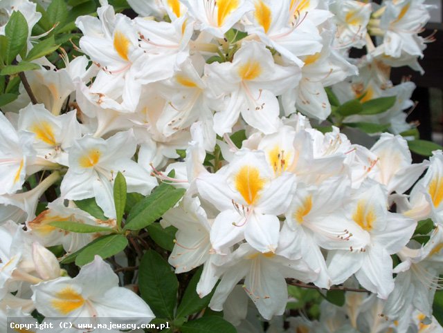 Rhododendron  'Persil'  - крупноцветущая азалия odm. 'Persil' 