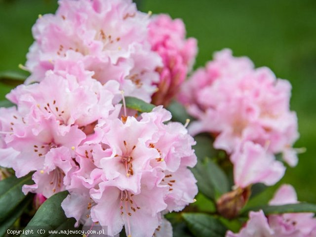Rhododendron hybride 'Christmas Cheer'  - różanecznik wielkokwiatowy odm. 'Christmas Cheer' 