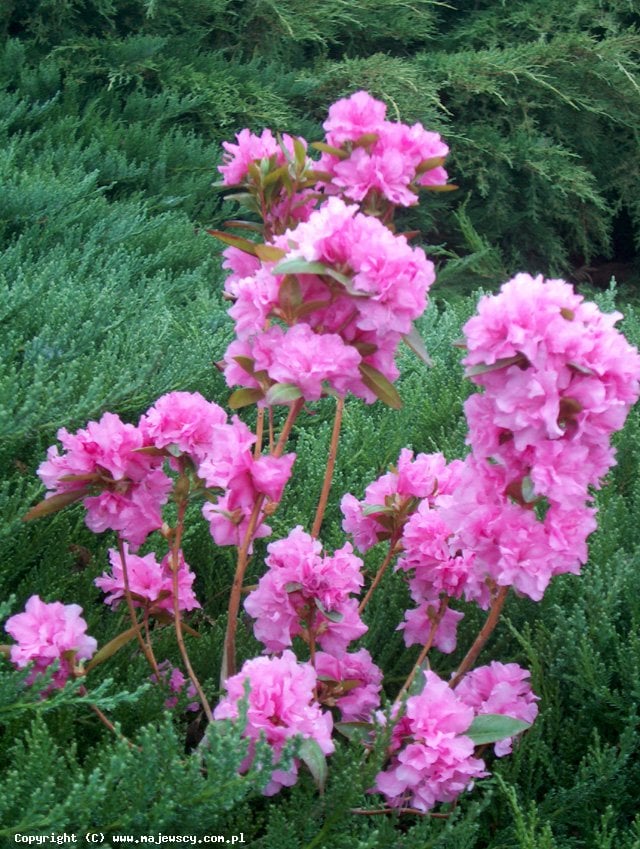 Rhododendron dauricum 'Staccato'  - różanecznik dahurski odm. 'Staccato' 