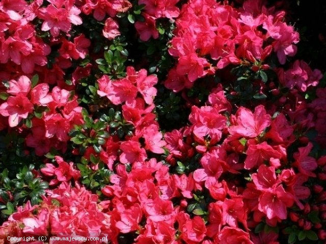 Rhododendron obtusum 'Anne'  -  odm. 'Anne' 