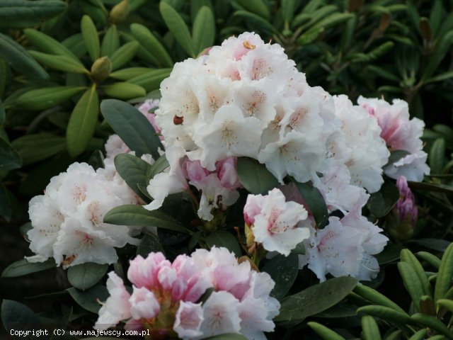 Rhododendron yakushimanum 'Schneekrone'  - рододендрон якушиманьский odm. 'Schneekrone' 