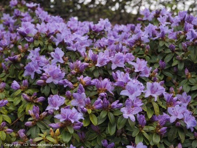 Rhododendron impeditum 'Moerheim'  - różanecznik karłowy odm. 'Moerheim' 