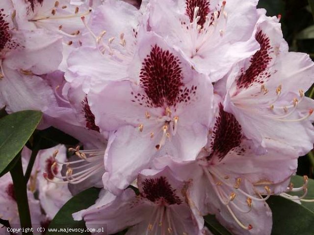 Rhododendron catawbiense 'Humboldt'  - рододендрон катавбийский odm. 'Humboldt' 