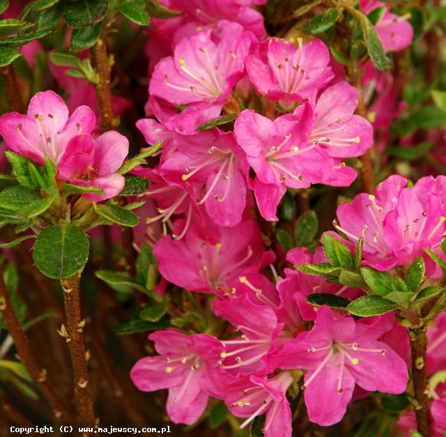 Rhododendron obtusum 'Maiogi'  - azalia japońska odm. 'Maiogi' 