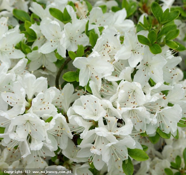 Rhododendron obtusum 'Kermesina Alba'  - японская азалия odm. 'Kermesina Alba' 