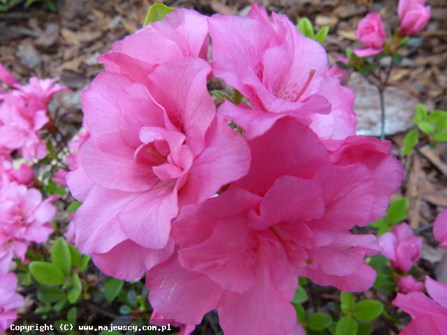 Rhododendron obtusum 'Rokoko'  - японская азалия odm. 'Rokoko' 