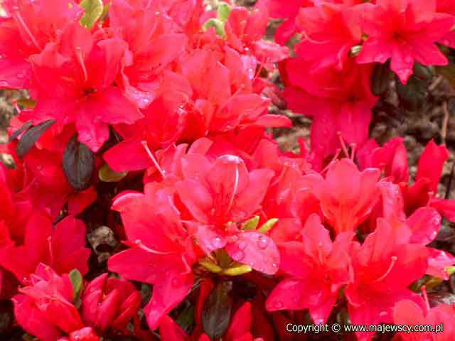 Rhododendron obtusum 'Rubinstern'  - azalia japońska odm. 'Rubinstern' 