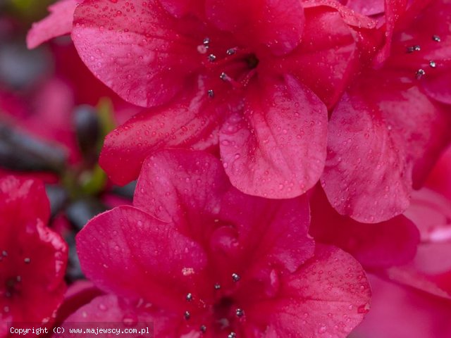 Rhododendron obtusum 'Sabina'  - azalia japońska odm. 'Sabina' 
