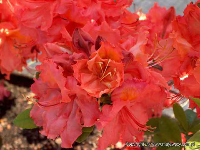 Rhododendron (Knaphill-Exbury) 'Sarina'  - azalia wielkokwiatowa odm. 'Sarina' 
