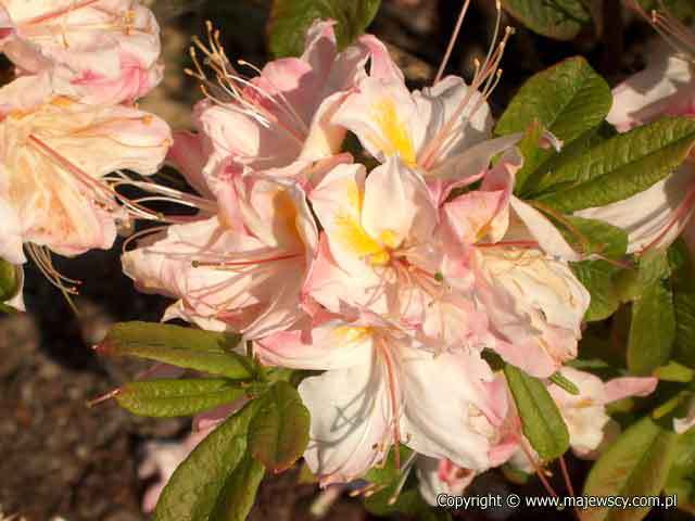 Rhododendron (Knaphill-Exbury) 'Satomi'  - azalia wielkokwiatowa odm. 'Satomi' 