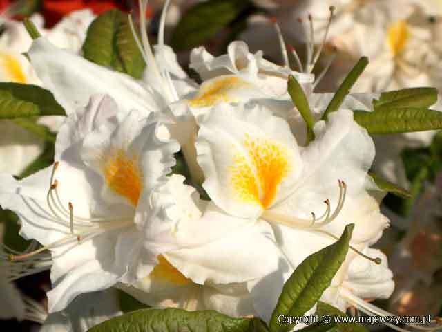 Rhododendron (Knaphill-Exbury) 'Schneegold'  - azalia wielkokwiatowa odm. 'Schneegold' 