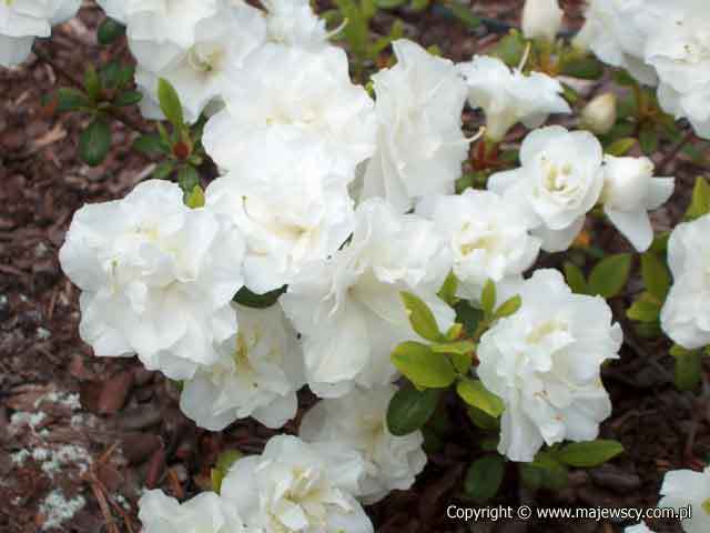 Rhododendron obtusum 'Schneeperle' ® - azalia japońska odm. 'Schneeperle' ®