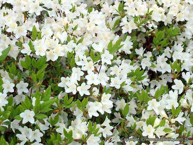 Rhododendron obtusum 'Schneewitchen'  - azalia japońska odm. 'Schneewitchen' 