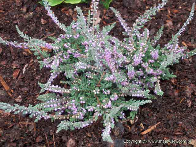 Calluna vulgaris 'Silver Queen'  - common heather odm. 'Silver Queen' 