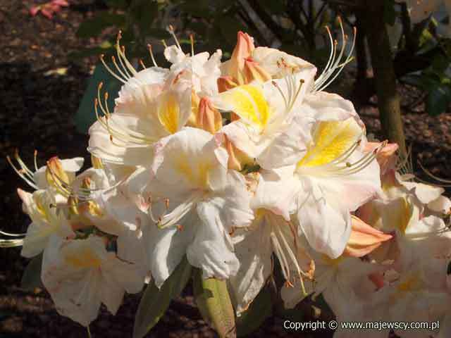 Rhododendron (Knaphill) 'Silver Slipper'  - azalia wielkokwiatowa odm. 'Silver Slipper' 