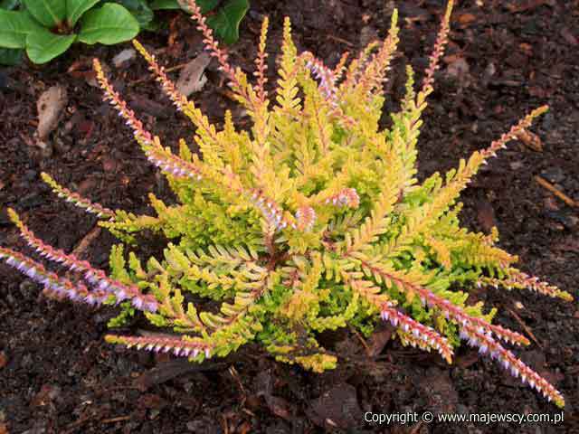Calluna vulgaris 'Sir John Charrington'  - вереск обыкновенный odm. 'Sir John Charrington' 