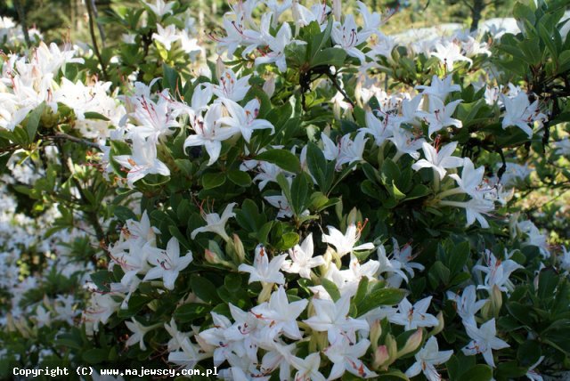 Rhododendron viscosum 'Sommerduft'  - azalia wielkokwiatowa odm. 'Sommerduft' 