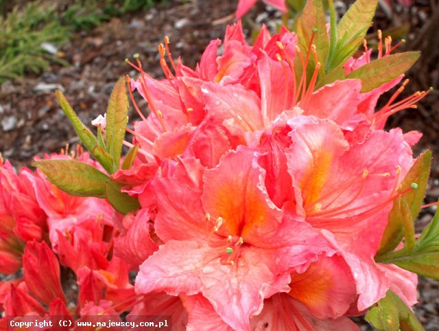 Rhododendron 'Strawberry Ice'  - azalia wielkokwiatowa odm. 'Strawberry Ice' 