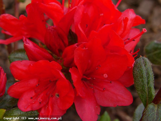 Rhododendron obtusum 'Stretta'  - azalia japońska odm. 'Stretta' 