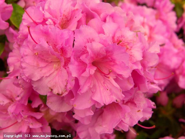 Rhododendron obtusum 'Thekla'  - azalia japońska odm. 'Thekla' 