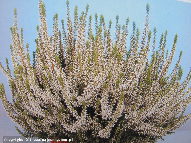 Calluna vulgaris 'Veluwe' ® - вереск обыкновенный odm. 'Veluwe' ®