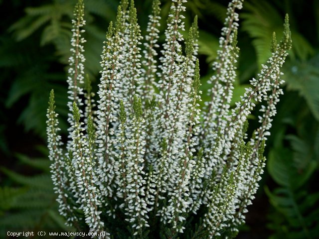 Calluna vulgaris 'Vera' ® - wrzos pospolity odm. 'Vera' ®