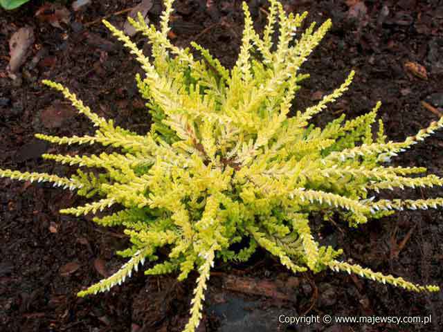 Calluna vulgaris 'Westerly Gold'  - wrzos pospolity odm. 'Westerly Gold' 