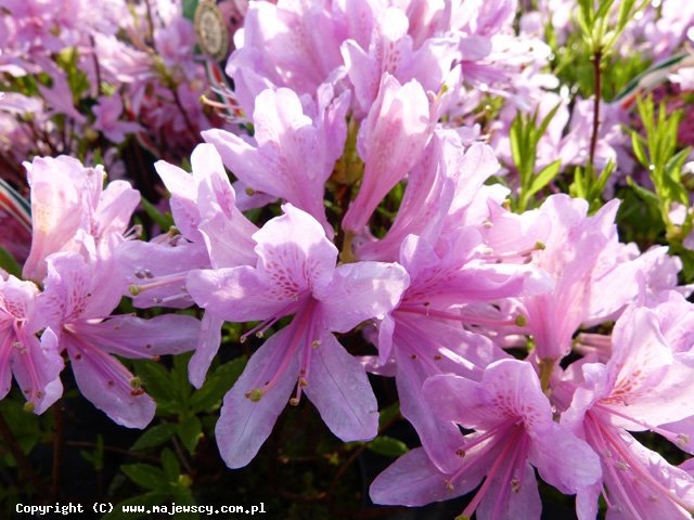 Rhododendron x canadense 'Western Lights'  - azalia wielkokwiatowa odm. 'Western Lights' 