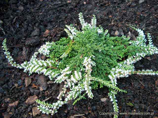 Calluna vulgaris 'White Lawn'  - вереск обыкновенный odm. 'White Lawn' 