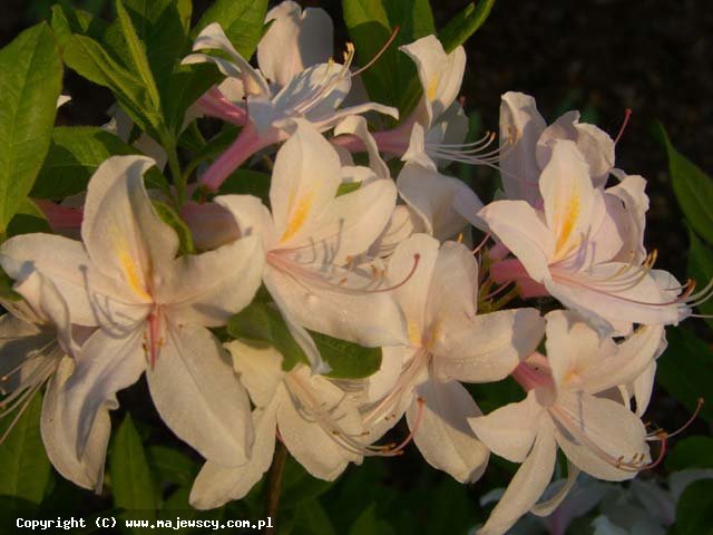 Rhododendron prinophyllum 'White Lights'  - крупноцветущая азалия odm. 'White Lights' 