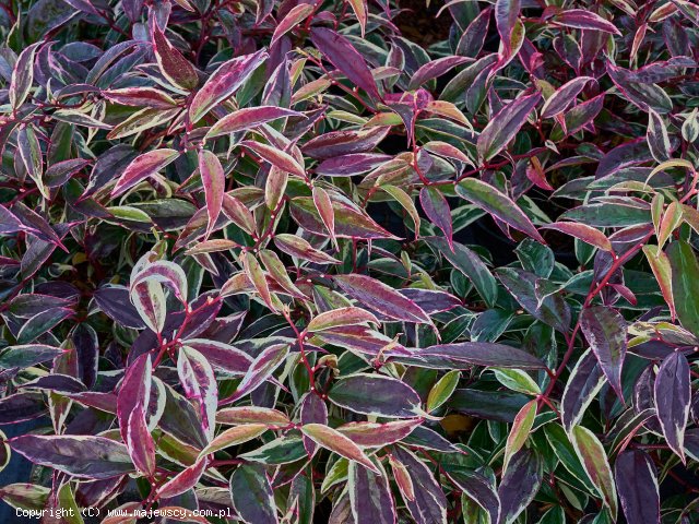 Leucothoe fontanesiana 'Whitewater'  - kiścień wawrzynowy odm. 'Whitewater' 