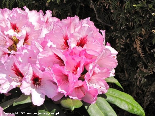 Rhododendron hybride 'Danuta'  - różanecznik odm. 'Danuta' 