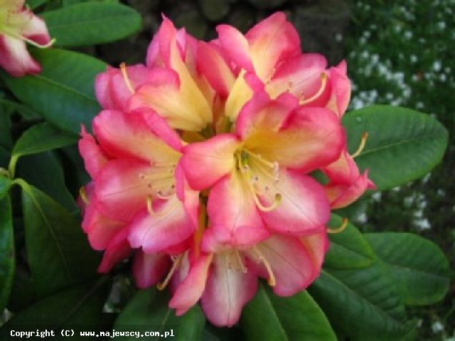Rhododendron hybride 'Robert de Belder'  - рододендрон гибридный odm. 'Robert de Belder' 