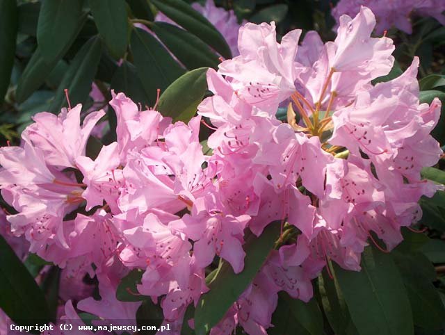 Rhododendron catawbiense 'Roseum Elegans'  - рододендрон катавбийский odm. 'Roseum Elegans' 